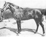 stallion Primoroso (Pura Raza Espanola (PRE), 1927, from Presumido)