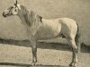 stallion Celoso III (Pura Raza Espanola (PRE), 1933, from Primoroso)