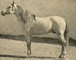 stallion Celoso III (Pura Raza Espanola (PRE), 1933, from Primoroso)