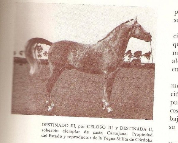 Deckhengst Destinado III (Pura Raza Espanola (PRE), 1938, von Celoso III)