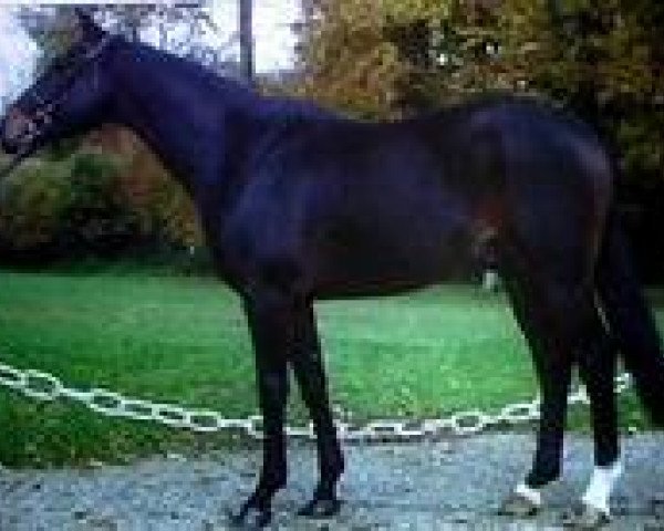 horse Echo du Valon (Selle Français, 1992, from Narcos II)