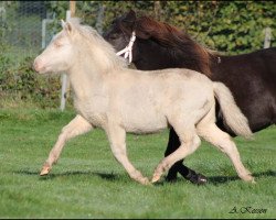 Pferd Saphira (Shetland Pony, 2015, von Xavarge)