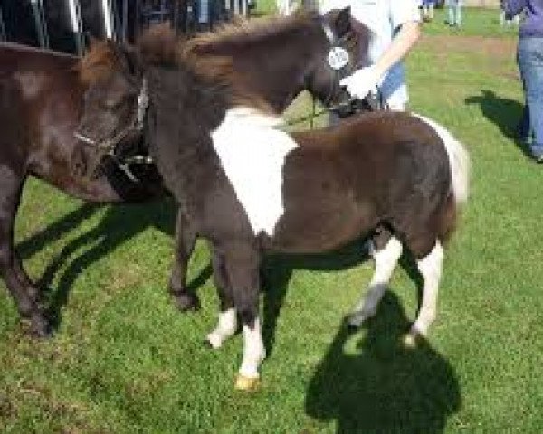 dressage horse Pino von Kessen (Shetland Pony, 2011, from Flaps)