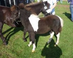 Dressurpferd Pino von Kessen (Shetland Pony, 2011, von Flaps)