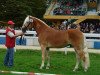 Deckhengst STORM (Haflinger, 2008, von Standing Ovation)