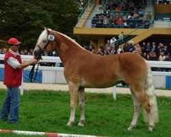 stallion Storm (Haflinger, 2008, from Standing Ovation)