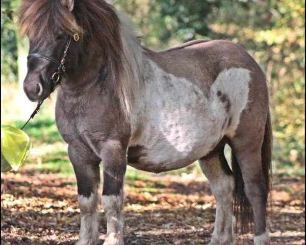 stallion Fallohides Chopin (Shetland Pony, 1012, from Skovmosens Rustik)