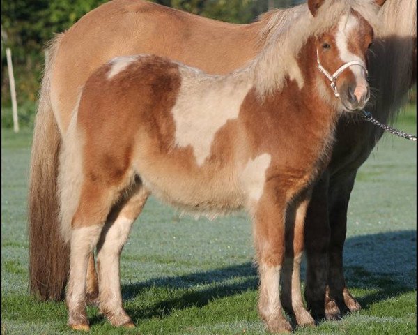 Pferd Ares von Kessen (Shetland Pony, 2015, von Amadeus von Dalberg)