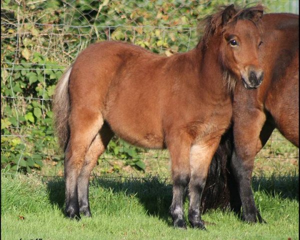 stallion Aragorn Vom Elsensee (Shetland Pony, 2015, from Amadeus von Dalberg)