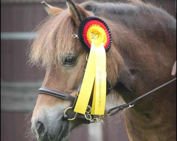 Zuchtstute Tanja (Shetland Pony, 2008, von Falk of Baltic Sea)