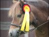 broodmare Tanja (Shetland Pony, 2008, from Falk of Baltic Sea)