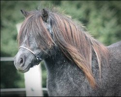 Zuchtstute True Star vom Elsensee (Shetland Pony, 2013, von Wellenberg I-Punkt)