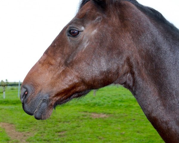 dressage horse Tosh-Mairo (Holsteiner, 1998, from Camiros)