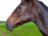 dressage horse Tosh-Mairo (Holsteiner, 1998, from Camiros)