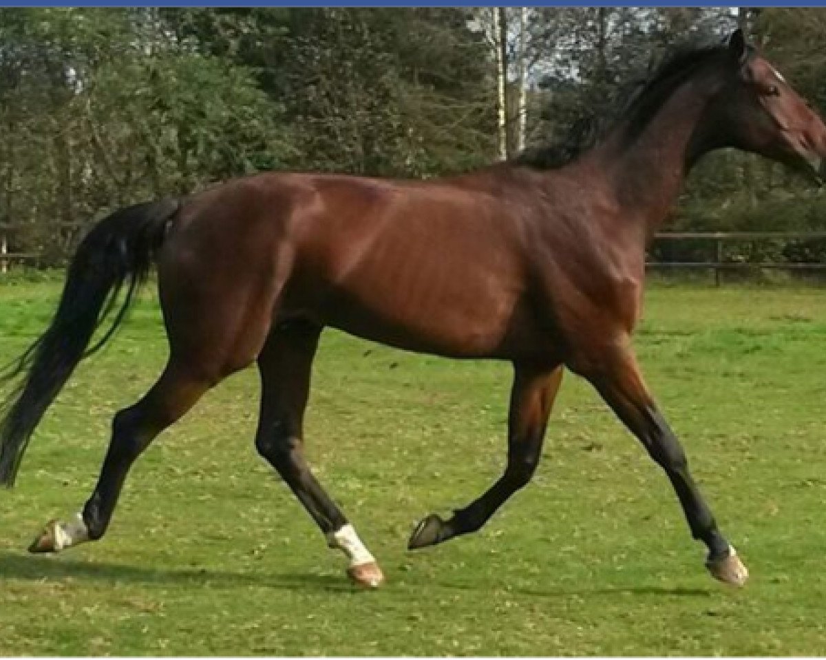 dressage horse Edison 46 (KWPN (Royal Dutch Sporthorse), 2009, from Spielberg)