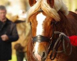 horse Lumumba (Rhenish-German Cold-Blood, 2012, from Lucky)