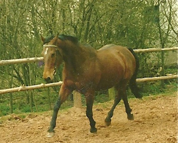 broodmare Ute (Zweibrücken, 1968, from Der Unhold xx)