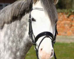 dressage horse One for all Ixes (German Riding Pony, 2008, from Online Ixes)