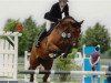 jumper Celina (German Sport Horse, 2010, from Cellestial)