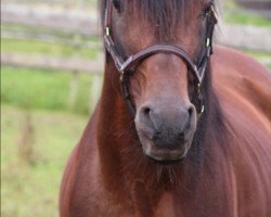 horse Madras II ox (Arabian thoroughbred, 1994, from Alegro ox)