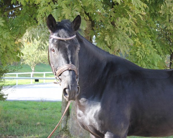 Pferd Waldgeist (Österreichisches Warmblut, 2009, von Wachhorst)