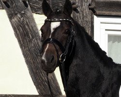 dressage horse Ready to Fly 21 (German Riding Pony, 2011, from Vincente)