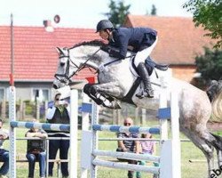 stallion Korado (German Sport Horse, 2004, from Kolibri 2705)