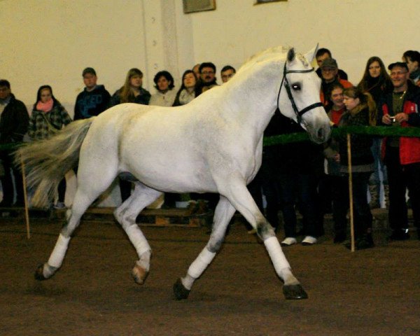 stallion Cappo (Holsteiner, 1996, from Carpaccio)