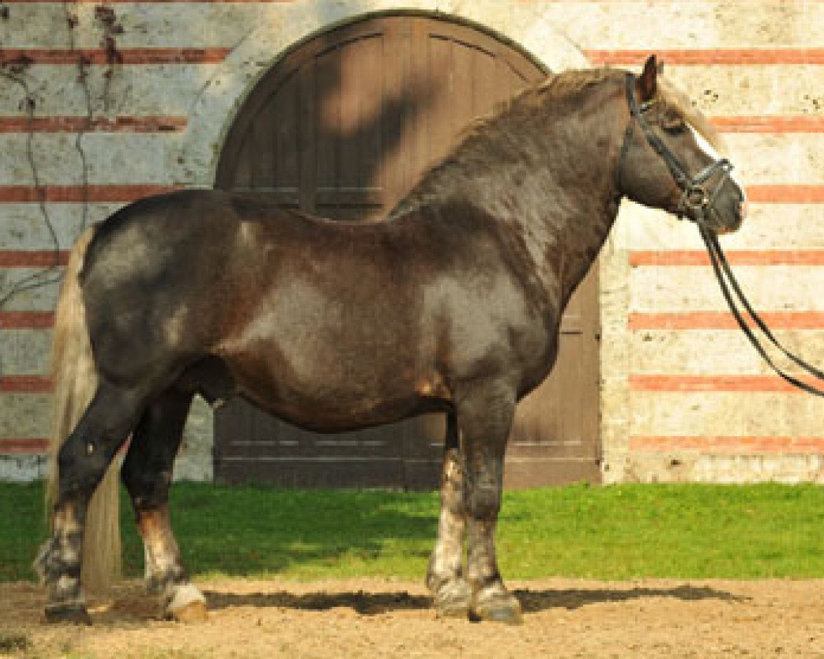 Deckhengst Federweisser (Schwarzwälder Kaltblut, 2000, von Feldsee)