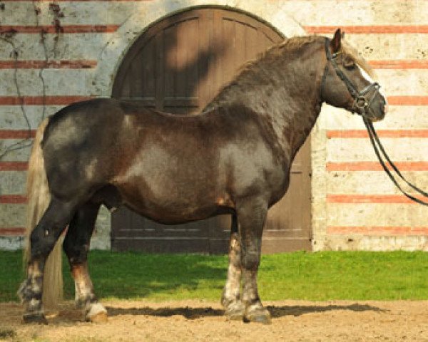 stallion Federweisser (Black Forest Horse, 2000, from Feldsee)