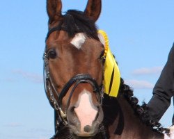 Springpferd Callisto 26 (Bulgarisches Warmblut, 2008, von Klasico)