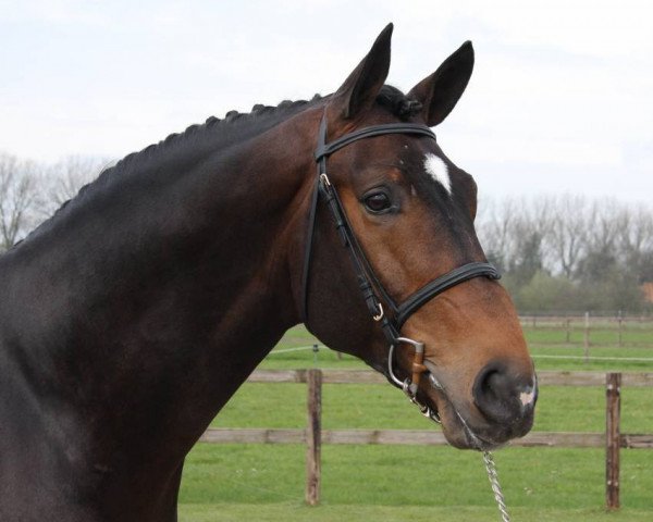 stallion Enrico van de Withoeve (Hanoverian, 2002, from Embassy I)