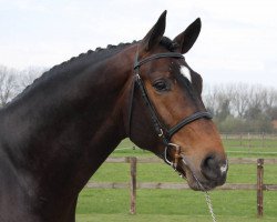 stallion Enrico van de Withoeve (Hanoverian, 2002, from Embassy I)