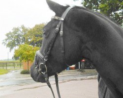 dressage horse Rubina von Alfen (Westphalian, 2011, from Royal Classic I)