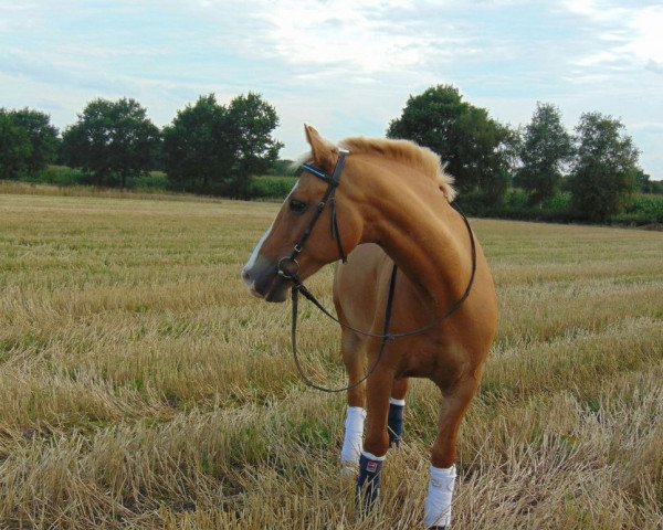 Springpferd Nico 1375 (Pony ohne Rassebezeichnung, 1999)