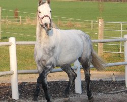 dressage horse Be my Pride (Oldenburg, 2009, from Best Before Midnight)