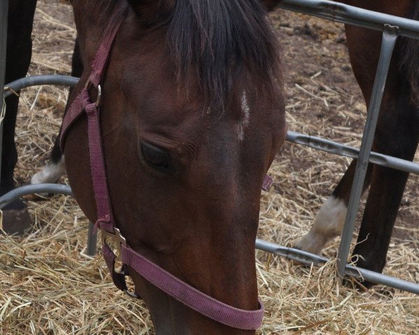 horse Rainbow Lady (Anglo-Arabs,  , from Rainbow x)