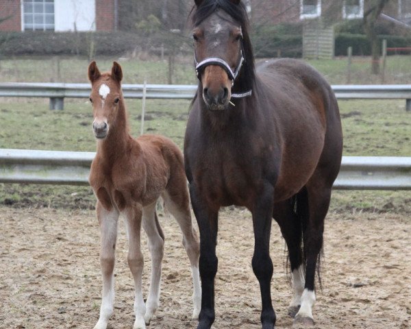 Dressurpferd Melli's Don Jakiro (Deutsches Reitpony, 2013, von Dornik B)