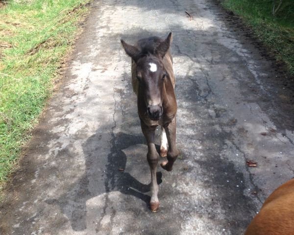 horse Cascaya (Württemberger, 2014, from Cleverboy)