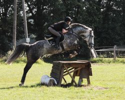 Springpferd Sleepy Diamond (Irish Sport Horse, 2004, von All The Diamonds)