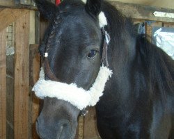 horse Bella und Mieke (Shetland Pony,  )