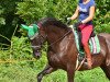 dressage horse Harley 89 (Oldenburg, 2009, from Hoftanz)