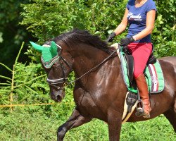 dressage horse Harley 89 (Oldenburg, 2009, from Hoftanz)