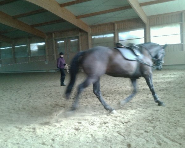 Pferd Con Tico (Pinto mit Reitpferdepedigree, 2011, von Carry)