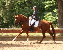 dressage horse Donani 4 (Oldenburg, 2006, from Dimaggio)