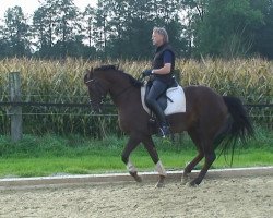 broodmare Püppchen (Hanoverian, 2009, from Grand Cru)