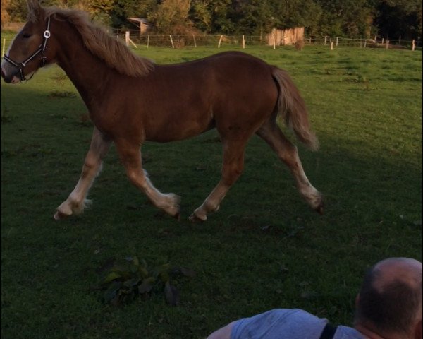 broodmare Juna (Schleswig Heavy Draft, 2015, from Deichgraf)