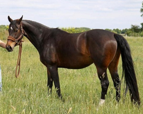 horse Laura (Sachs-door. Heavy Warmbl., 2008, from Lauries Crusador xx)