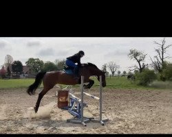 jumper Cristella 5 (Oldenburg show jumper, 2009, from Cristo)