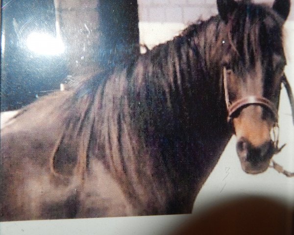 horse Chirk Megan (Welsh-Pony (Section B), 1970, from Chirk Caradoc)